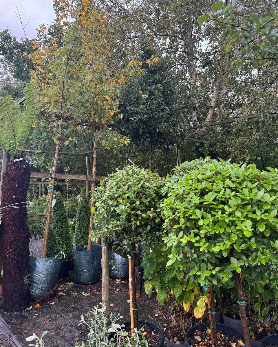 There’s no time to be a ‘Fair Weather Gardener’.  It’s full steam ahead with autumn #tree &amp; #shrub planting. Glorious autumnal colours on our Cash &amp; Carry CV23 9QQ. Well worth a visit!

#plants #peatfree #gardens #landscapes #gardendesign #hedging #familyownedbusiness