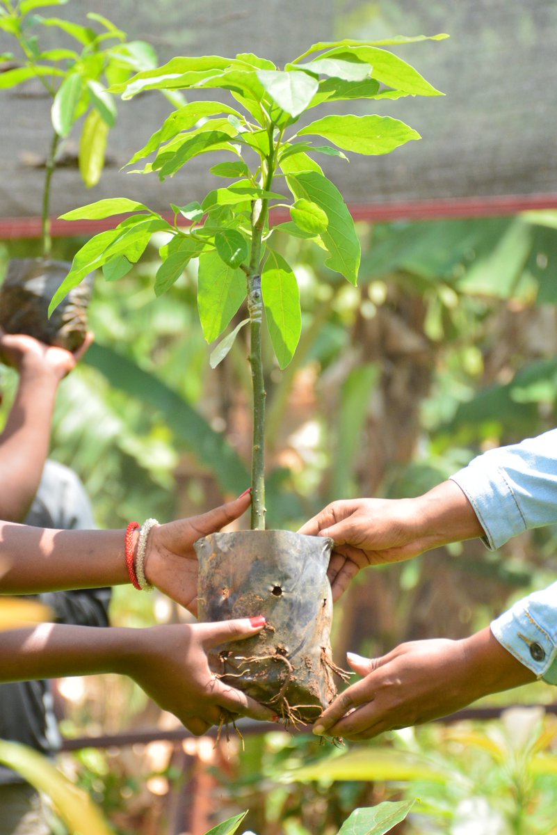 JMukundente's tweet photo. Agroforestry is the future! Trees + crops = healthier soil, conserved water, and boosted biodiversity. #Agroforestry #sustainablefarming https://t.co/vhZw9PbHq5