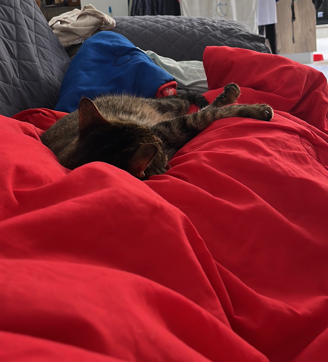 VickyRubiales99's tweet photo. Lungra los días que estoy malita no se aleja de mí en ningún momento cuando Borja no está por casa https://t.co/olnfV7y0Ts