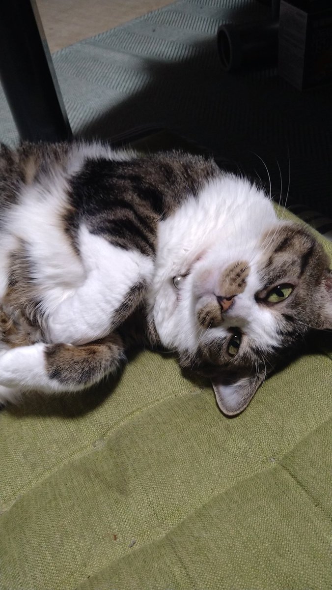 カワイイアピールするヒト😺