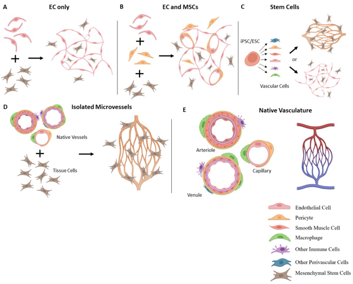 Bioeng_MDPI's tweet image. 🔬 Excited to share the publication &quot;Vascularized Tissue Organoids&quot;.

Welcome to access the full article freely here 👉 mdpi.com/2306-5354/10/2…

#organoid #vascularization #spheroid #stem_cell #microvessel #vessel #endothelial #vascular_network #perfusion #extracellular_matrix