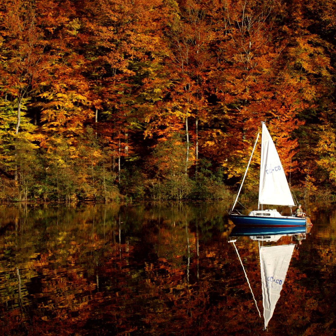 SailingDAO tweet media