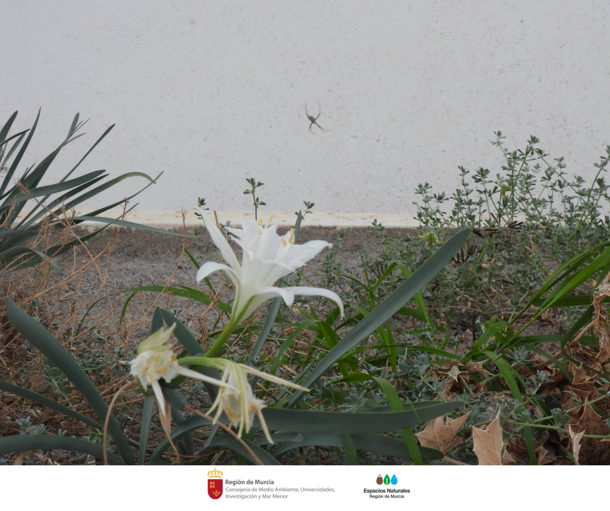 SalinasSPedroPR's tweet photo. La jardinera #Dunar del #CVLasSalinas se llena de #Vida
Con la #Floración de los #Lirios y #Cuernecillos se está creando un entorno favorable para muchas especies y una nueva habitante ha llegado: La #Argiope lobata
¡Gran aliada en el control de #Insectos! 🕷️ 🌸
#Ecosistema https://t.co/ZXhgU9VSUs