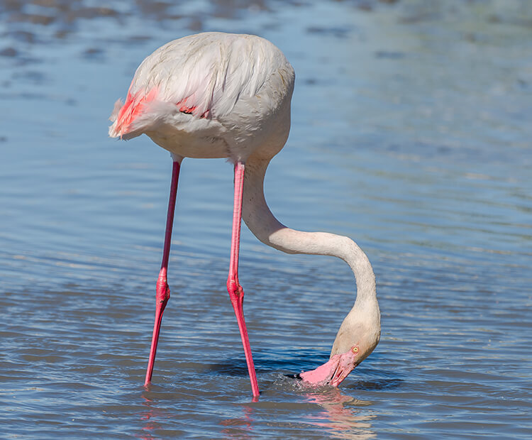 Flamingos feed upside down to avoid the embarrassment of hiccups. #animalfacts #nature #flamingo #hiccups #BirdsOfTwitter