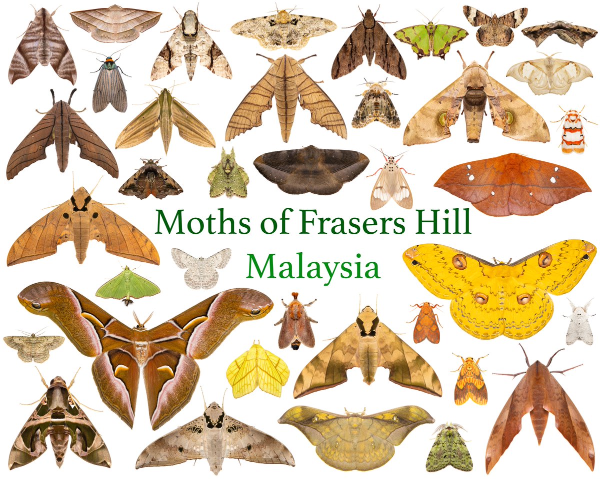 Incredible Moth Diversity! 😍🦋

In the cloudy and beautiful highlands forest of Fraser's Hill, a mindblowing 3000+ species of moths have been recorded! 🤯🌳

This collage was only a small subset of the moths I saw in only TWO NIGHTS at the amazing MCM Nature Discovery Villa! 🌙