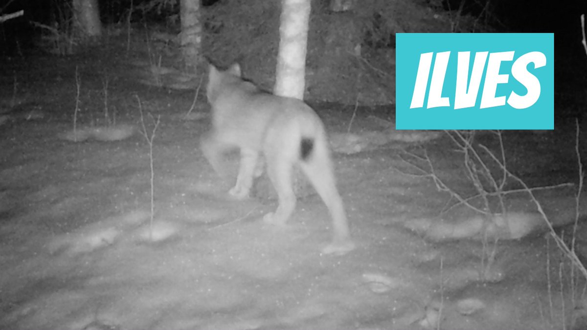 Ilves (Lynx lynx; Eurasian lynx)
youtube.com/shorts/QF7FMFl…

🎥 Meelis Pärtel
📍#Eesti, #Tartu maakond, #Elva vald, #Mälgi küla
🕐 2024-02-10

#ilves #elurikkus #Loodus #Kiskjad #loodusvaatlus #rajakaamera #suurkass