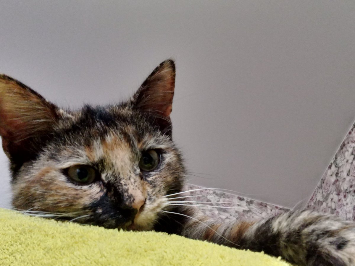 Kitten. She's been purring non-stop for the last 2 hours.