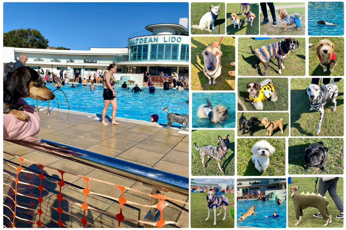 marcthevet's tweet photo. Just a few of the characters met over the weekend whilst on duty with @MewesVets at @SaltdeanLido's famous #Dogtember doggy swims! One of my favourite events of the year & a must for all dog lovers. Last one next weekend. More details here: https://t.co/sZGWMhcbhH #AnimalWelfare https://t.co/yE5ZfK2T0g