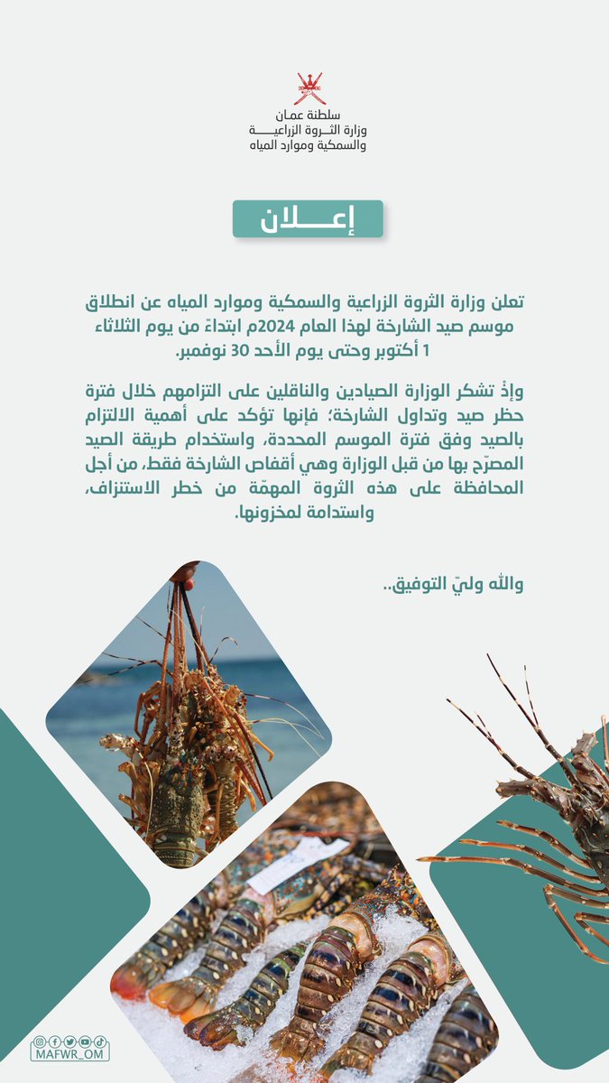 بدء موسم صيد الشارخة في سلطنة عُمان لهذا العام 2024م.