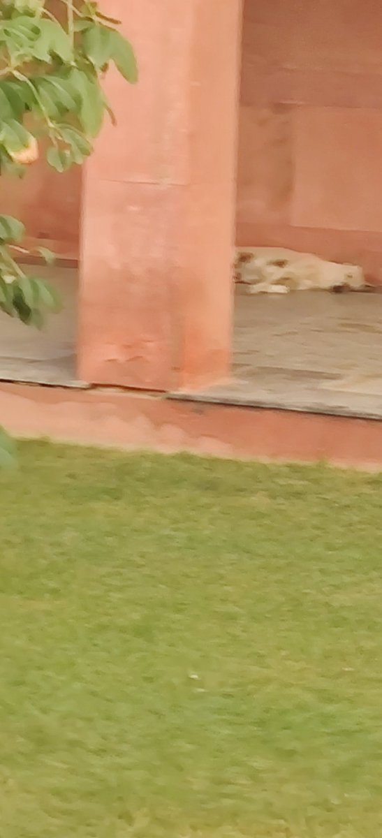 DAashray's tweet photo. @CeoNoida @noida_authority @TOINoida we have got a very beautiful and vibrant #NoidaBiodiversityPark but slowly maintenance of this park is deteriorating at its worst. Please take note. https://t.co/jZlXGL480F