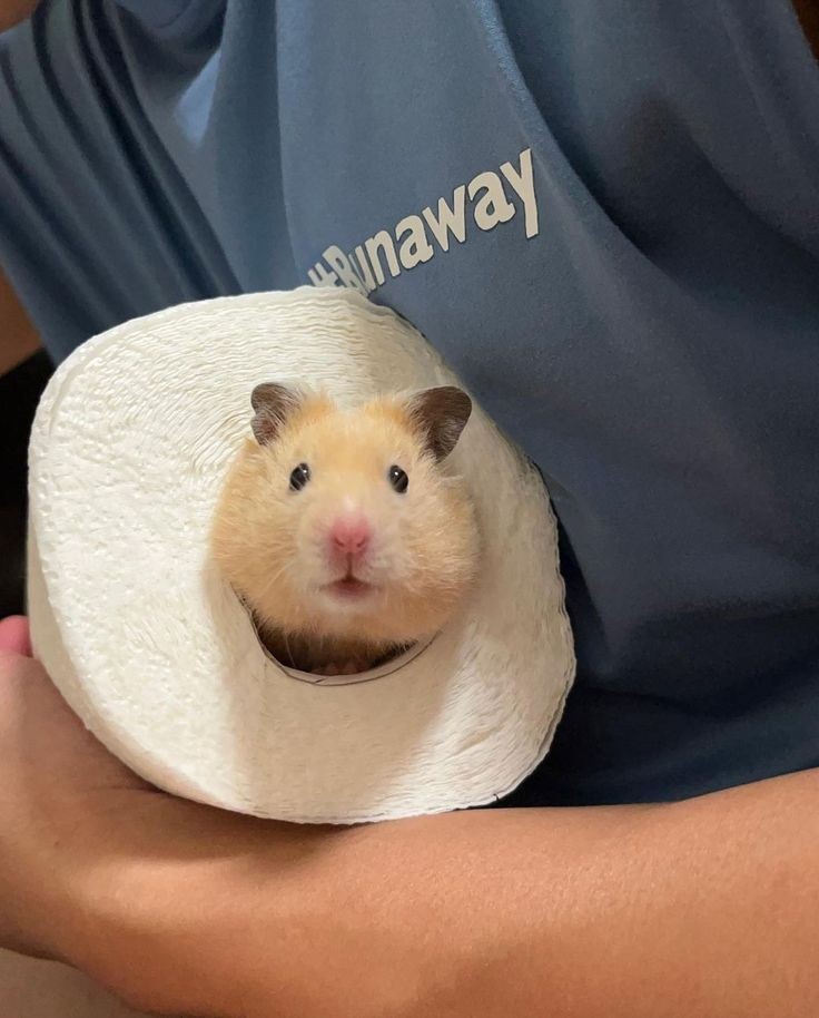 🧻🐹