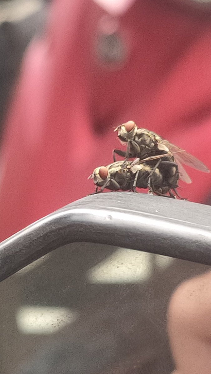 一早就被蒼蠅炫砲了！
要騎車的時候還不飛。
真是的！😂