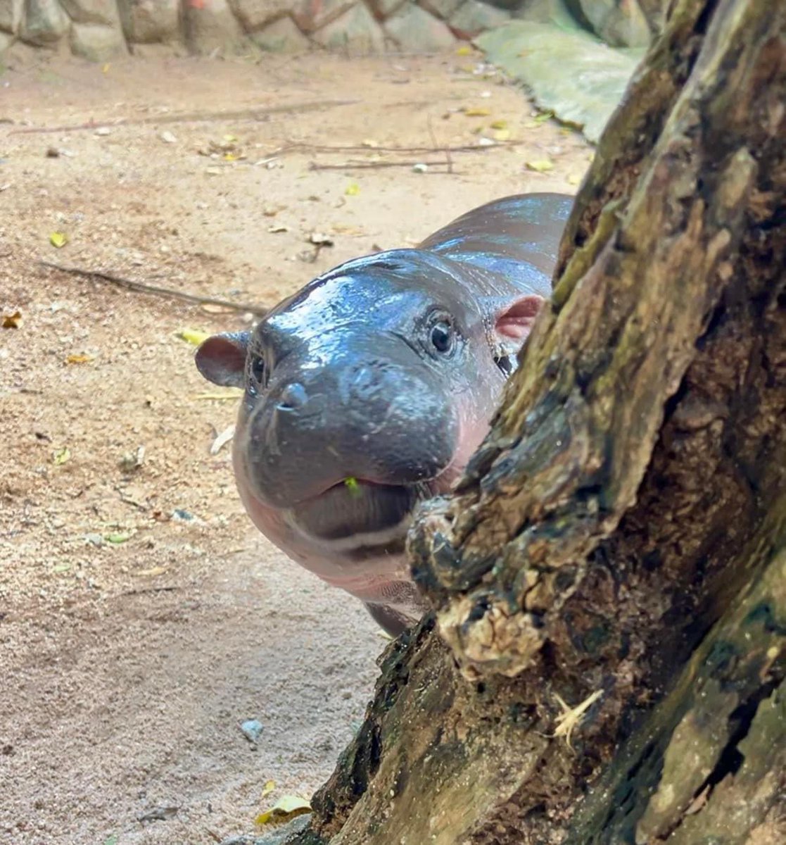 วิธีถ่ายรูปฮิปโปให้ผอม ถ่ายไม่ให้เห็นตัว 🤣 
#hippo #PygmyHippo #ขาหมูแอนด์เดอะแก๊ง #หมูเด้งจะเด้งกี่โมง #Moodeng