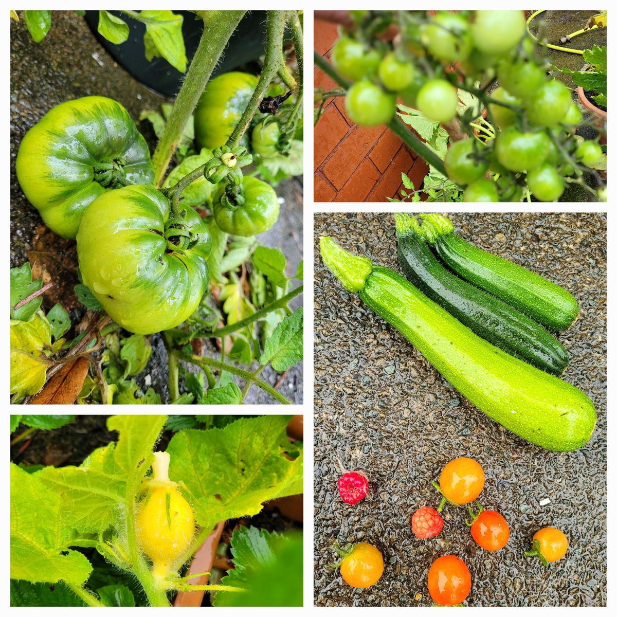 Morning mooch around the allotment in the rain! 💚