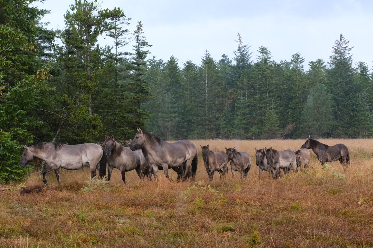 FREE Nature tweet media