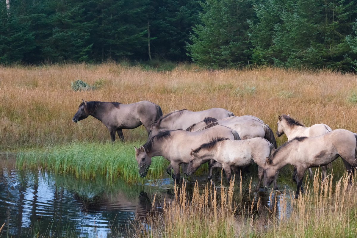 Vorige week gingen veertien koniks op een bijzondere reis: van Oranjezon en de Noordwaard verhuisden ze naar het noorden van Denemarken. 🐴🚚 Daar gaan ze helpen verruiging van het duinlandschap te stoppen, zoals ze dat in Nederland  gewend waren. 🌾 freenature.nl/nl/nieuws/2024…