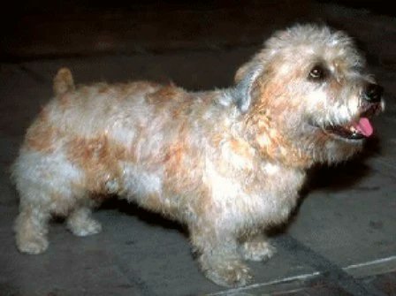 BuddyLifeMagzn's tweet photo. Buddylifemagazine- The Turnspit Dog: A Forgotten Breed of Utility and Innovation..
https://t.co/X7YoaGmiau...
https://t.co/9l51LPr5aV
#turnspitdog #kitchendog #humansanddog #relationwithpet #dognews #aboutdog #dogjournal #buddylifemagazine https://t.co/oIyPwKscBb