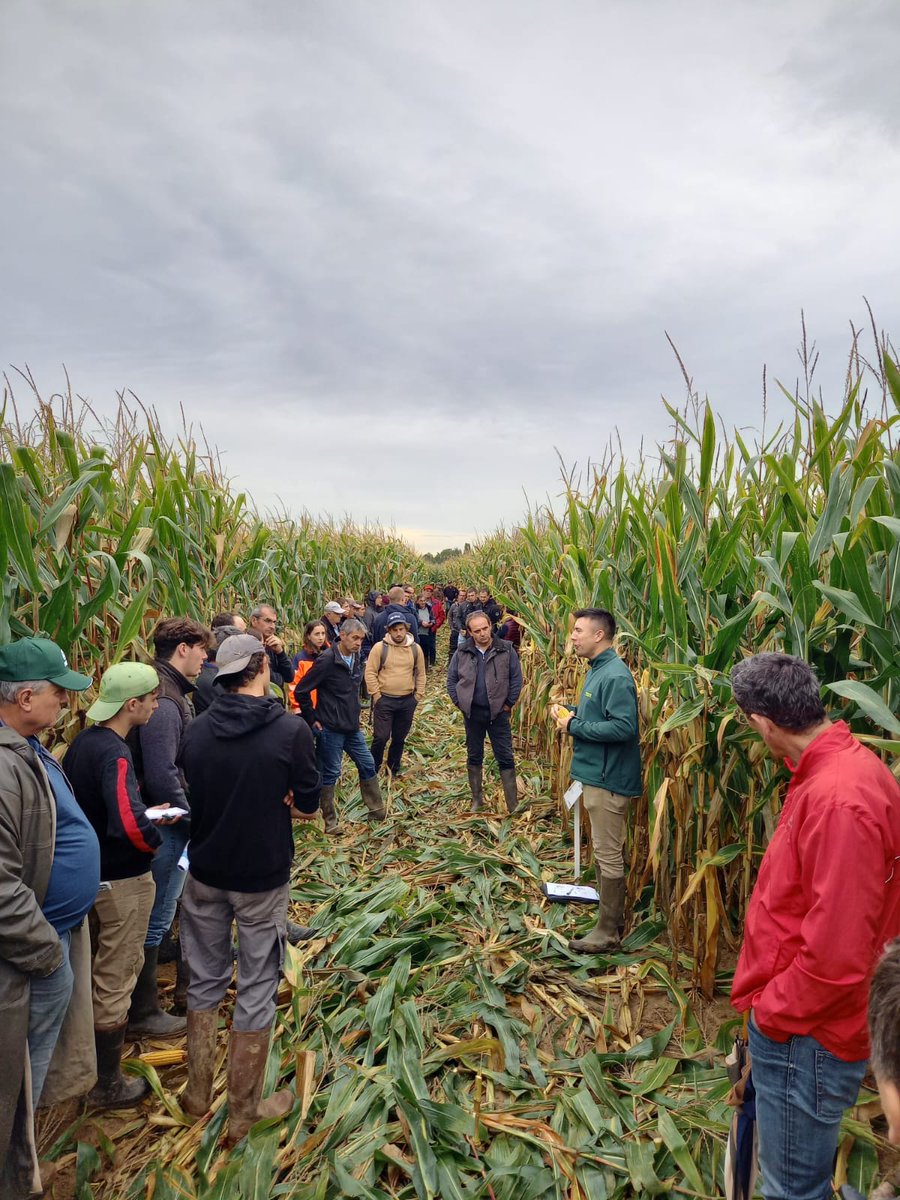 GroupeIsidore's tweet image. Choisir la bonne variété de maïs : un enjeu clé pour nos agriculteurs ! 👨‍🌾

Lors de nos 3 journées techniques, plus de 100 agriculteurs ont pu découvrir et comparer plus de 40 variétés de maïs🌽

#agriculture #groupeisidore