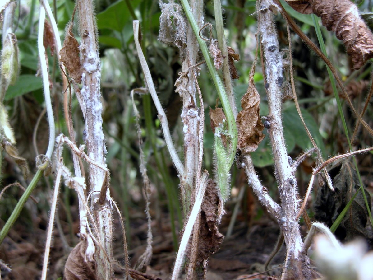 “Combined cultural practices and resistant variety selection can likely provide sufficient [white mold] control for most organic soybean systems...”

From the <a href="/phytofrontiers/">PhytoFrontiers™</a> article doi.org/10.1094/PHYTOF… by <a href="/roccodasilva_c/">Camila Rocco da Silva</a> <a href="/Emsilva624/">Erin Silva</a> <a href="/DTelenko/">Darcy Telenko</a> <a href="/badgercropdoc/">Damon L. Smith</a> +more