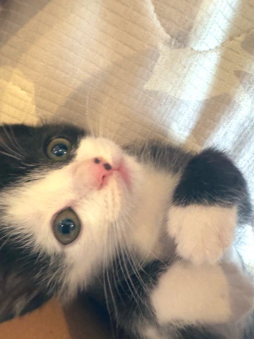 Twitterのコスプレ画像13