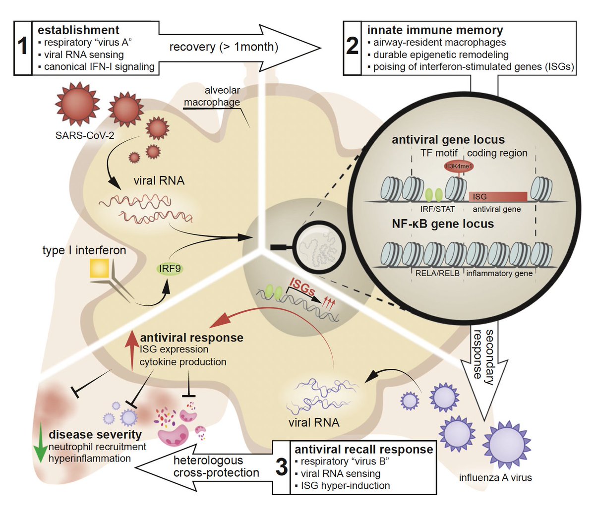 How the innate immunity after Covid may help protect vs influenza
cell.com/immunity/abstr… <a href="/ImmunityCP/">Immunity</a> @justsaysinmice <a href="/RiceLaboratory/">Rice Lab</a> <a href="/JosefowiczLab/">Josefowicz Lab</a>