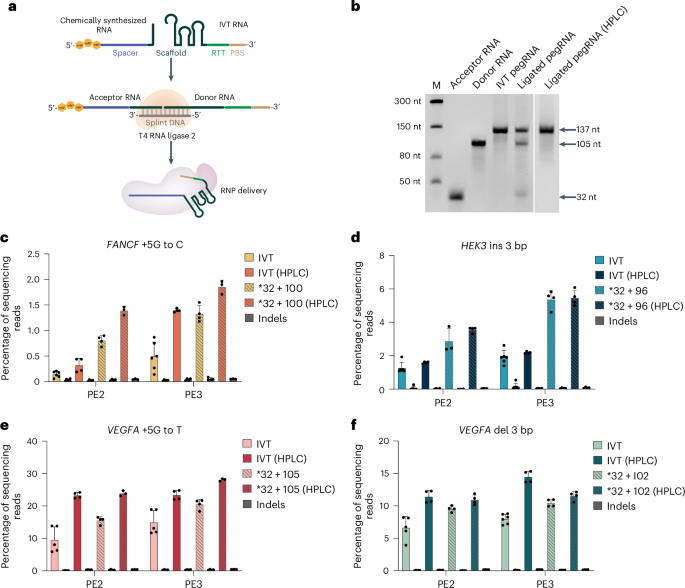 Rapid generation of long, chemically modified pegRNAs for prime editing go.nature.com/3XONqXe