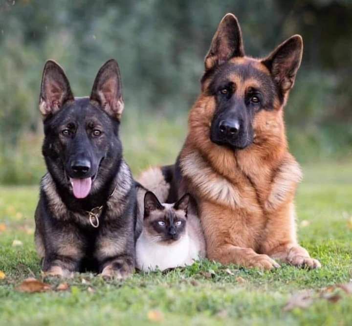 gsdheart's tweet photo. My family 🥰🥰🥰 https://t.co/1lgk7Nv0rs