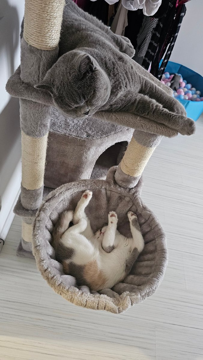 anca_m_anca's tweet image. On a boring rainy day! 😁🐻😻❤️😻
#MyGrizzly #MyGrace 🫶