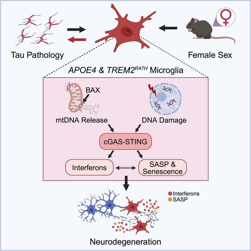 Alzheimer’s disease-linked risk alleles elevate microglial cGAS-associated senescence and neurodegeneration in a tauopathy model. <a href="/NeuroCellPress/">Neuron</a>  cell.com/neuron/fulltex…