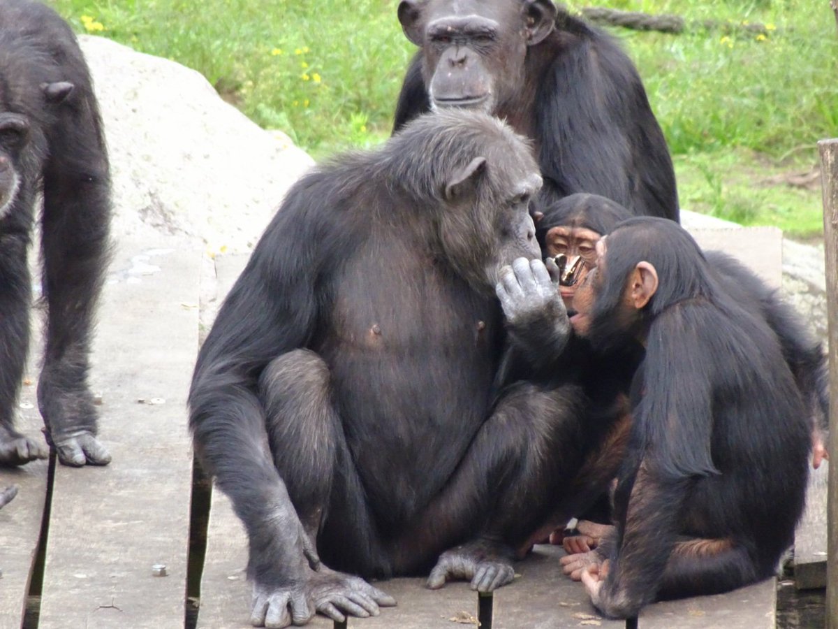 Nicol Taal tweet media