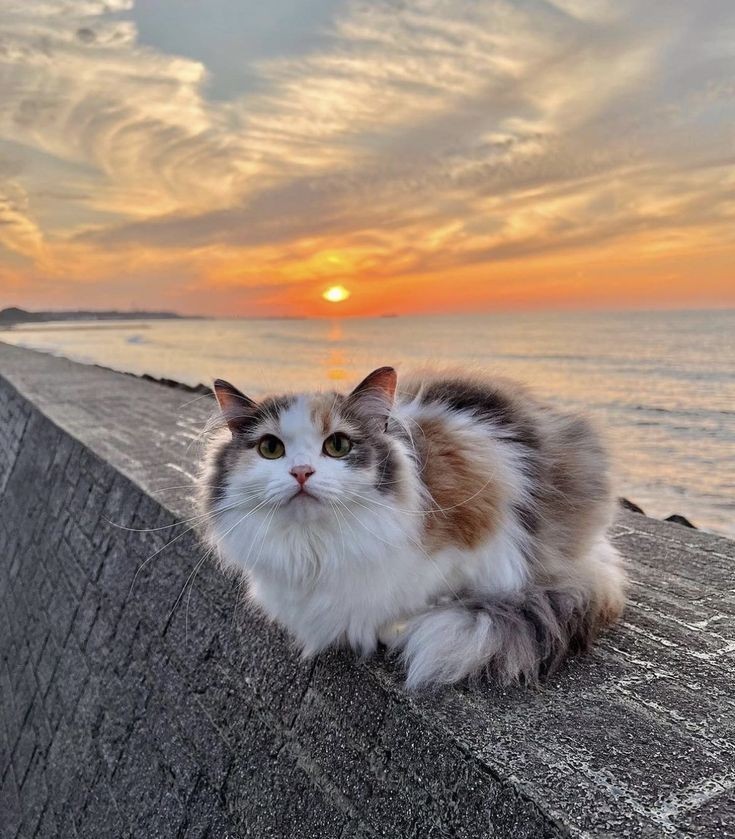 Diğerkâm tweet media