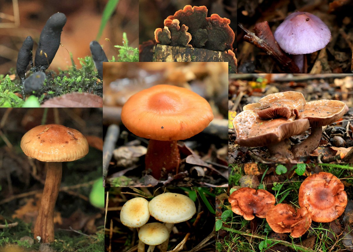 A wander around the Walnut Plantation, so many fungi about already <a href="/WarnhamFriends/">Warnham LNR Friend</a> <a href="/WarnhamLNR/">Warnham Local Nature Reserve</a> <a href="/SussexWildlife/">Sussex Wildlife Trust 🦔</a>