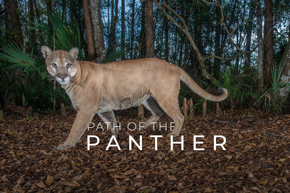 ImagesInSound's tweet image. Thrilled to share that Path of the Panther won the Emmy for Outstanding Nature Documentary! 🏆🌿 Big congrats to Eric Bendick, Jeff Reed, Tom Winston, and the @grizzlycrkfilms team. Proud of our contribution! #PathOfThePanther 

#EmmyWin #imagesinsound #audio #postproduction