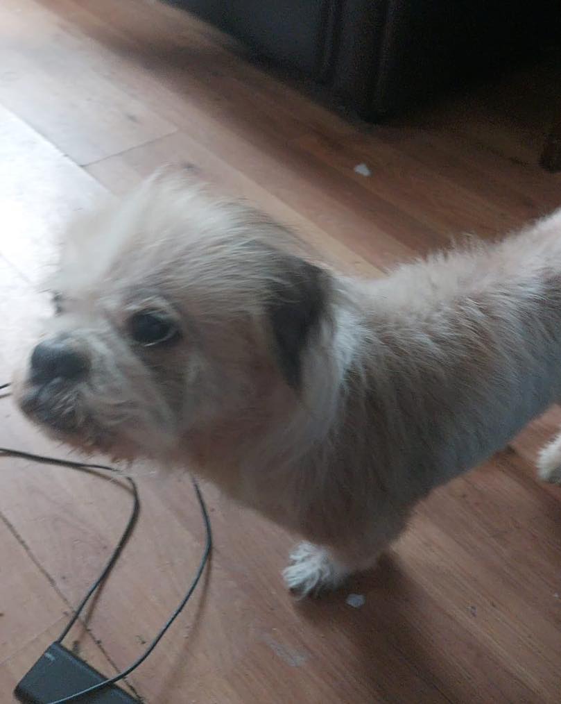 Urgent please retweet an appeal for EMERGENCY FOSTER HOME  #HESWALL #MERSEYSIDE #LIVERPOOL #UK 
We have a very sad situation today. A family with 7 children is being evicted from their home, and their two beloved dogs—7-year-old Bulldog and a 9-year-old Shih Tzu—have no place to