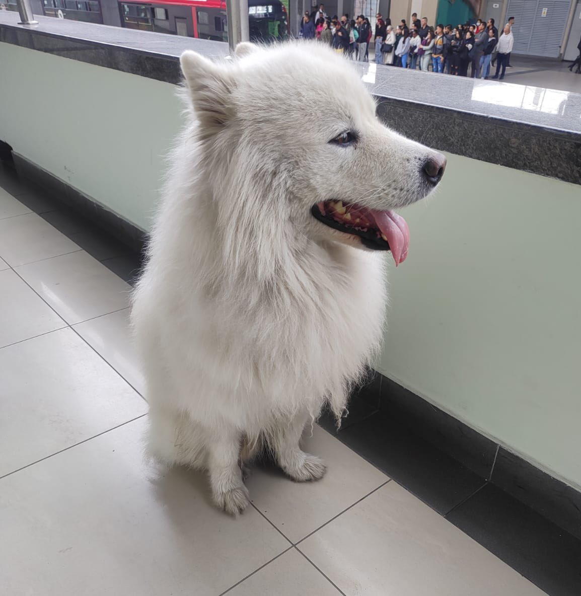 TransMilenio's tweet photo. Este amigo peludito está perdido en el Portal Américas 🐶. Si hace parte de tu familia, comunícate con nosotros 📲 o ayúdanos a difundir para que regrese pronto a su hogar. 🥹 🙌 https://t.co/iWoGVv1jJ6
