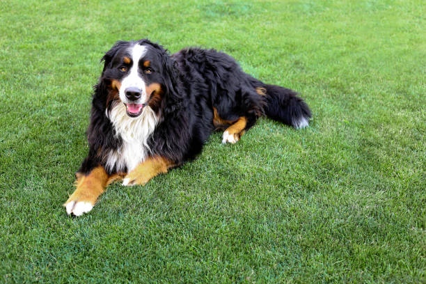 ATP_CLT's tweet photo. Upgrade your pet's playtime with our high-quality artificial turf solutions! 🐾🌱 As the leading turf supplier in Charlotte, NC, Artificial Turf Products offers top-notch products for a pet-friendly backyard. Contact us at 704-400-0757 or visit our website for more info! https://t.co/8lLWCkCi0d