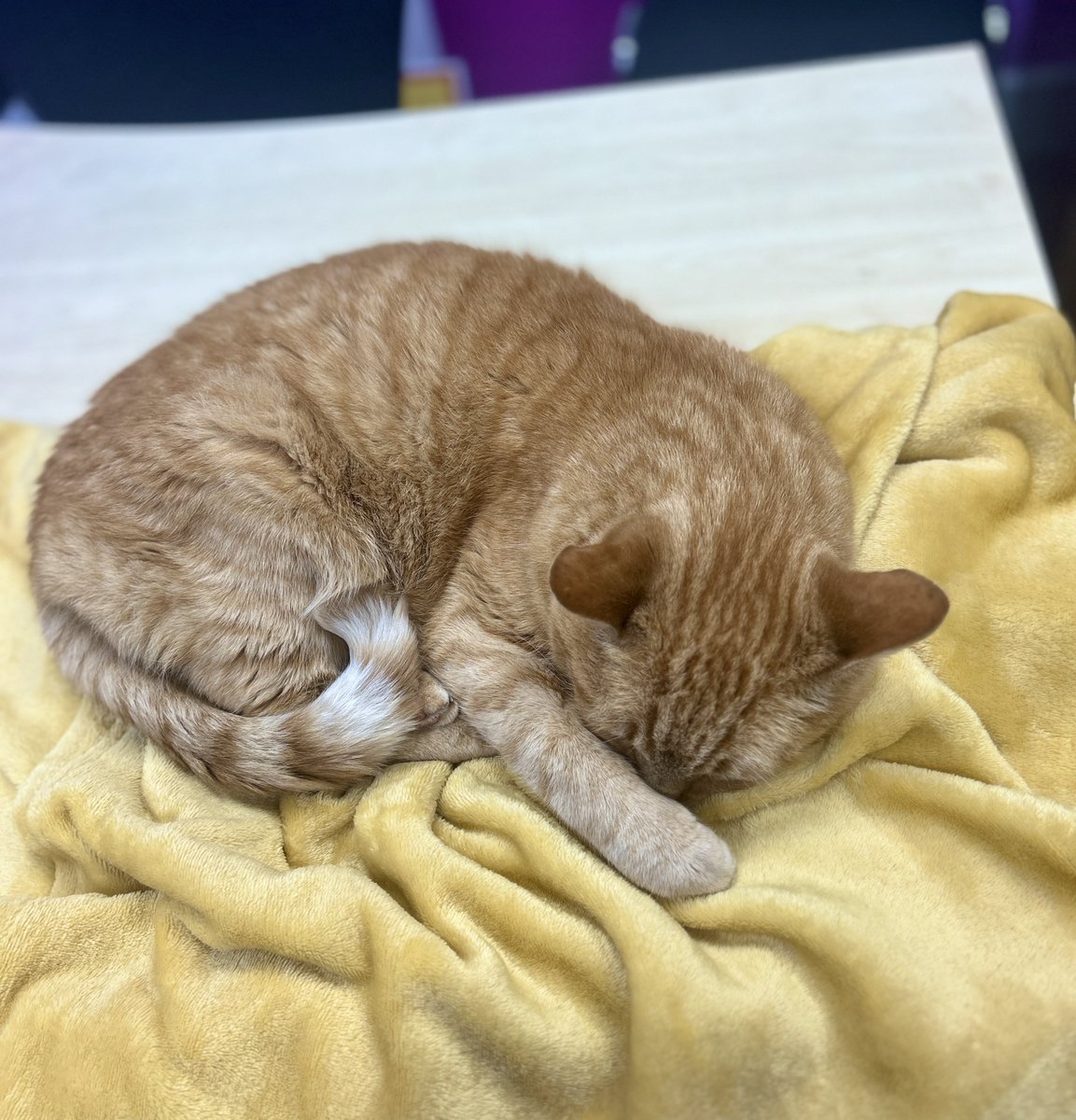 Brian The Cat tweet media