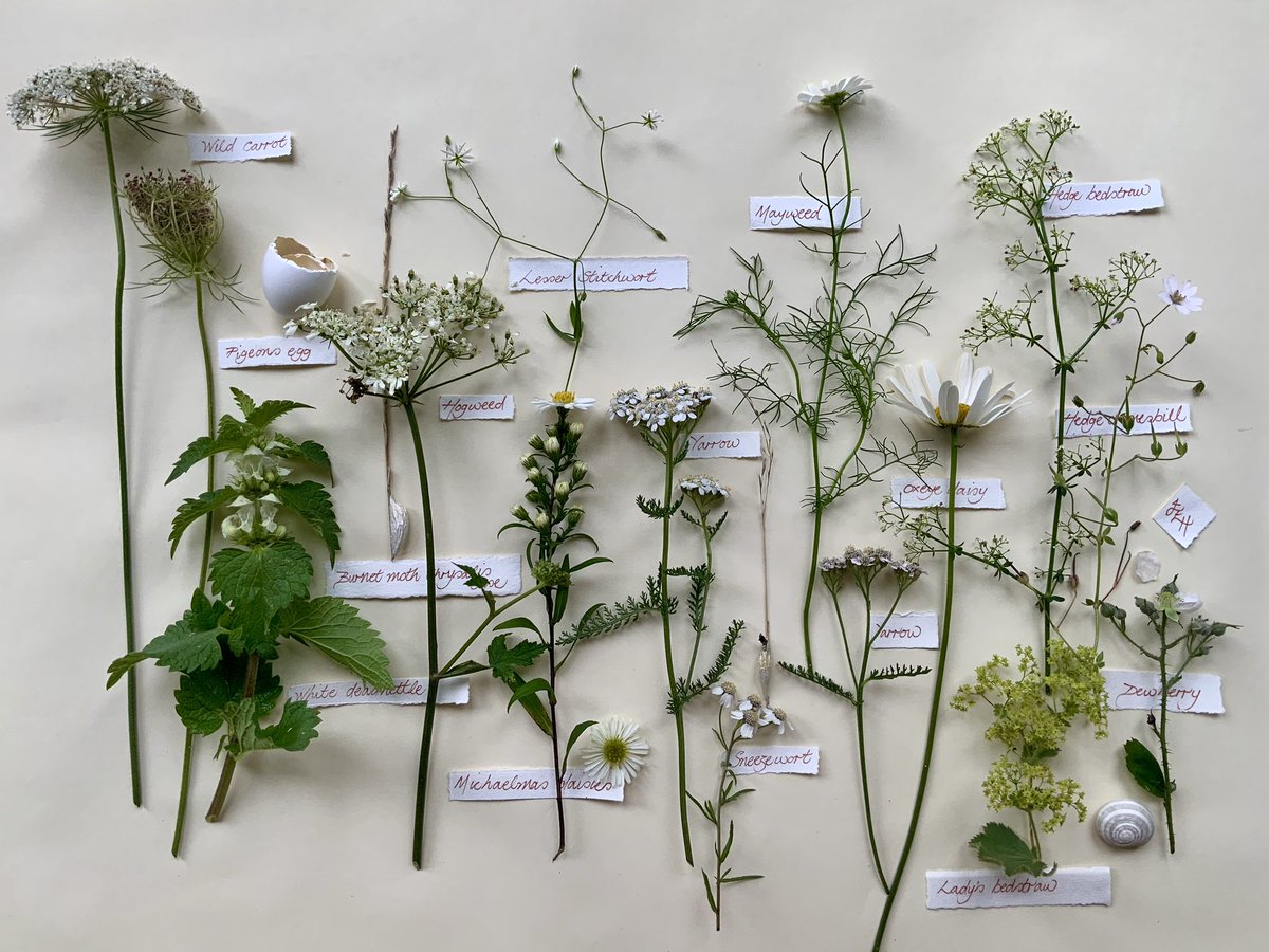 Given the eyesight challenges I’m facing, perhaps I could be forgiven for using the same image twice for #WildFlowerHour yesterday! Having only shared 24 of the wildflower species #StillFlowering  here, here’s 13 more - the companion picture I should have shared originally. With