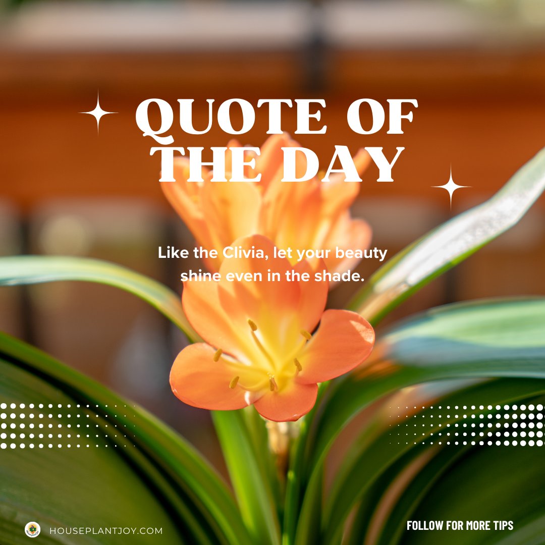 HouseplantJoy's tweet image. ✨ Like the Clivia, we too can flourish and bring color to the world, even in the shadows.

For more details, do visit our website
Website Link: houseplantjoy.com/?s=clivia&amp;amp;utm_…

#clivia #houseplants #indoorplants #homedecor #Houseplantjoy