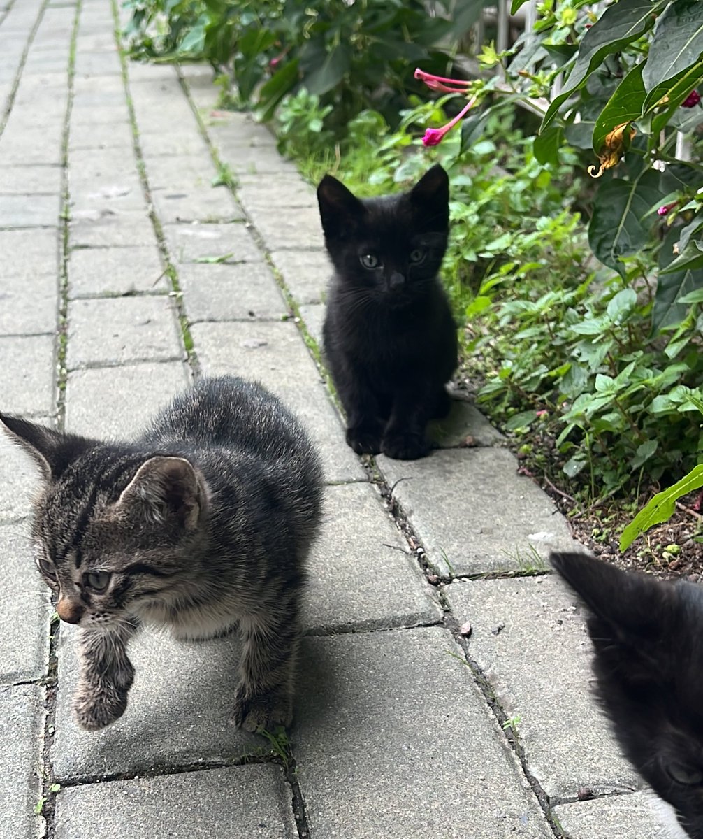 Istanbulda yavru kedi kolesi olmak isteyen varsa bu bebekleri direkt ben getirecegim hediyelerle birlikte