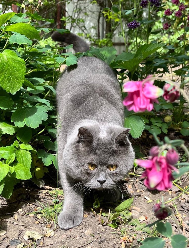 Meow 🐈‍⬛

Hunting green candles 🐾