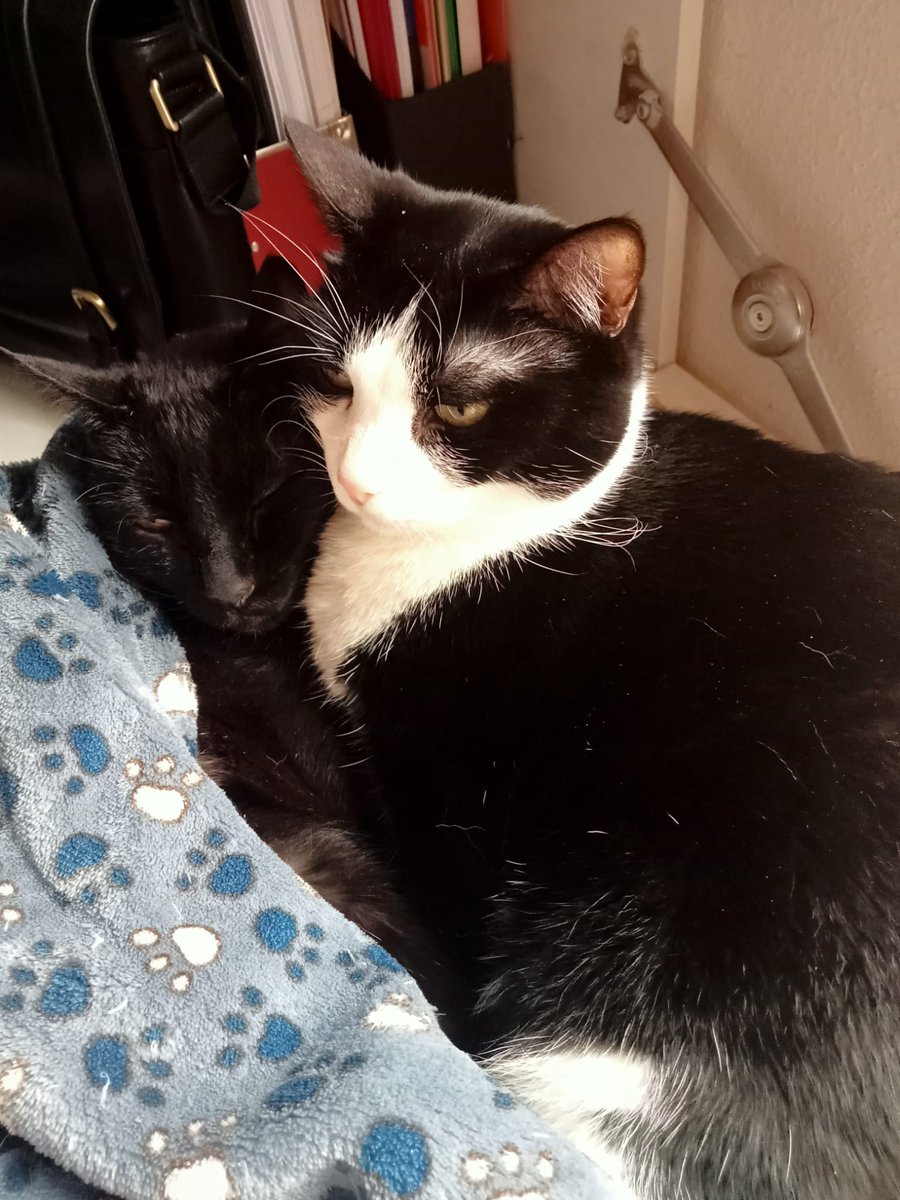 F. For Felipe tweet media