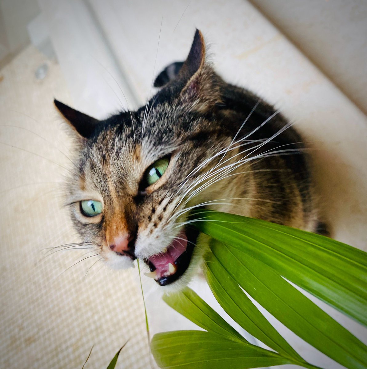 Ricky Gervais tweet media