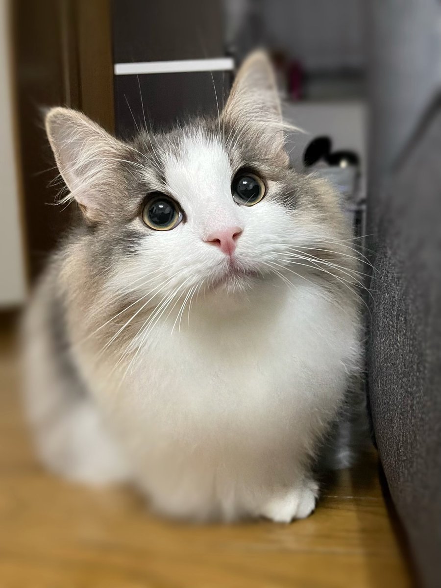 Financier_N's tweet photo. まんまる完璧すぎない？🥰

#猫　#ノルウェージャンフォレストキャット https://t.co/a9I8pKCJdE