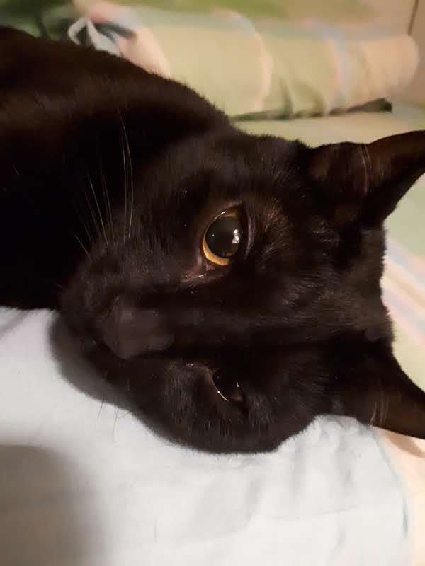 F. For Felipe tweet media