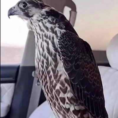 #صورة_جديدة_للملف_الشخصي