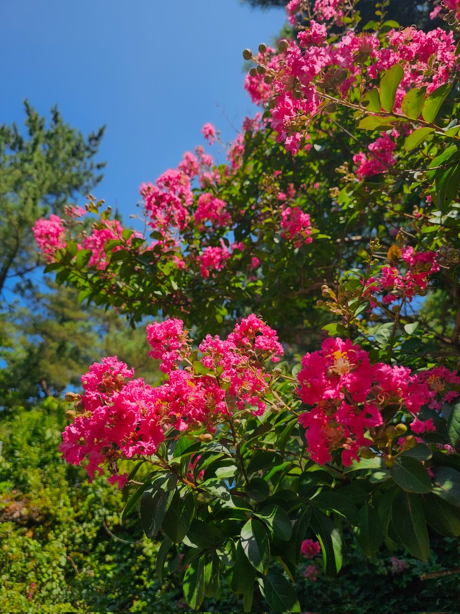 이 꽃 이름이 뭐지