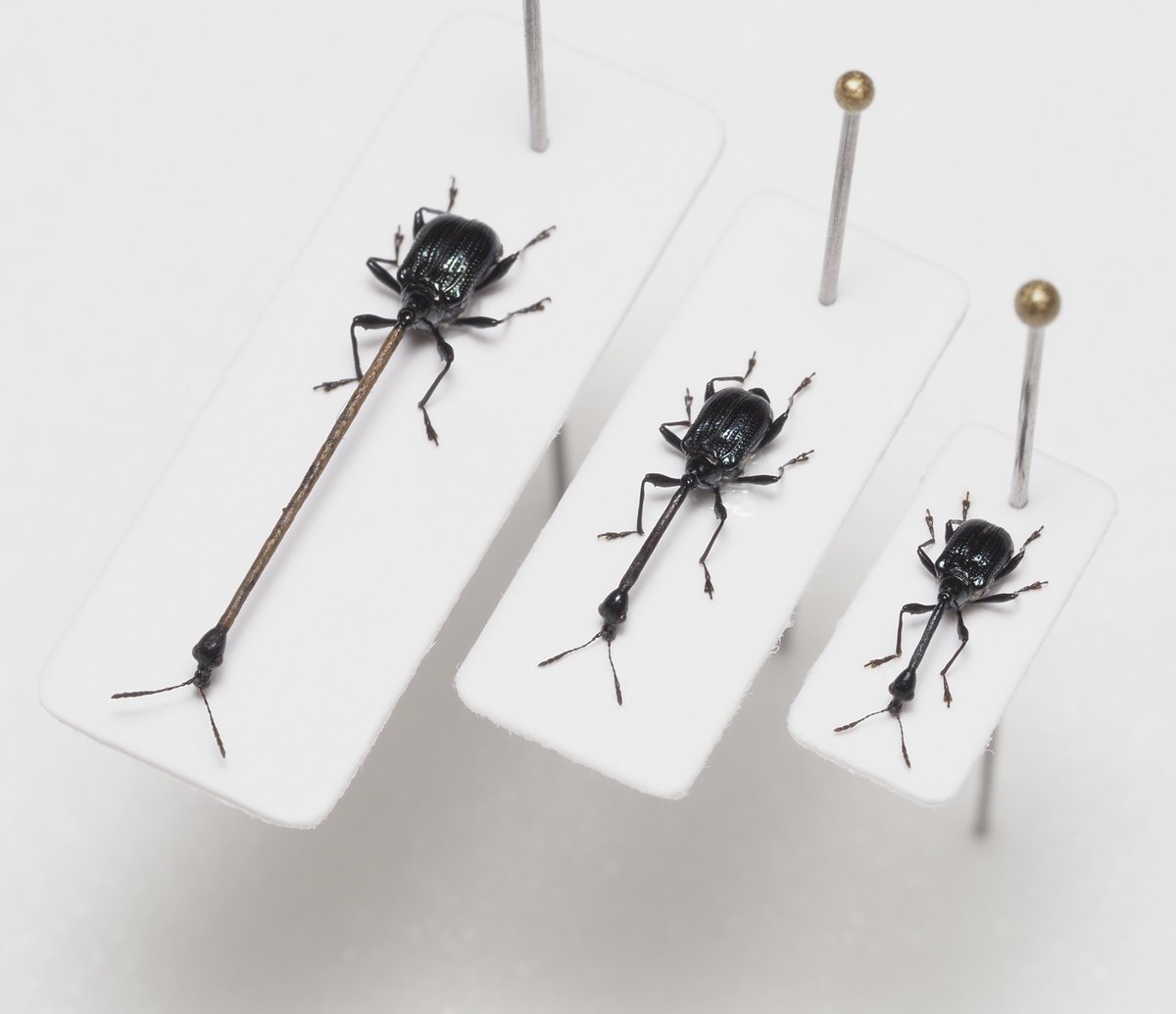 首が極端に伸びることで有名なフィリピンのロクロクビオトシブミのオス