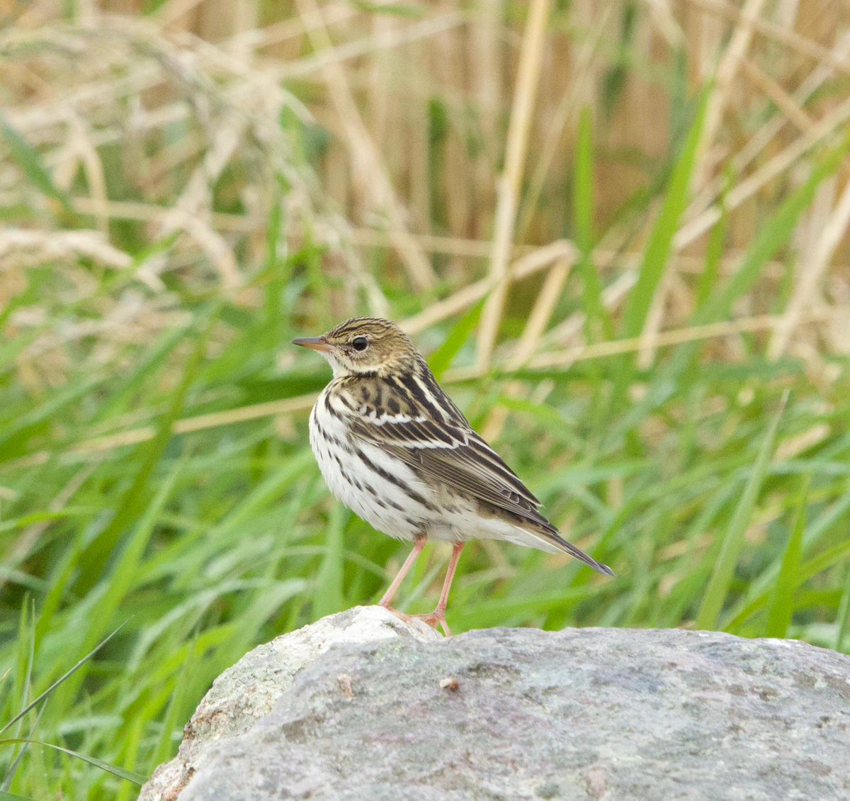 Heatherlea Birding tweet media