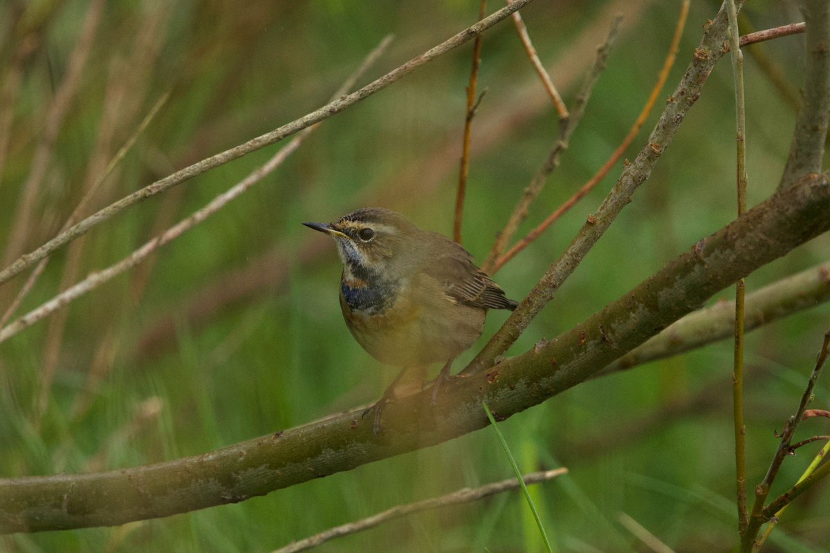 Heatherlea Birding tweet media